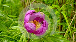 Peony - Paeonia anomala at taiga forest