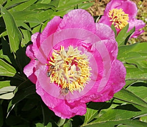 Peony-Paeonia-Botanical Garden.Macea,Arad County,Romania