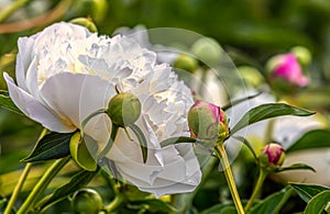 Peony Paeonia - is the only genus of plants in the Pivonia family Paeoniaceae. photo