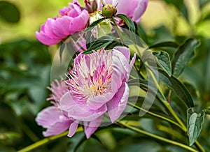 Peony Paeonia - is the only genus of plants in the Pivonia family Paeoniaceae. photo