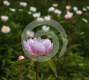 Peony Paeonia - is the only genus of plants in the Pivonia family Paeoniaceae. photo