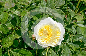 Peony Paeonia lactiflora