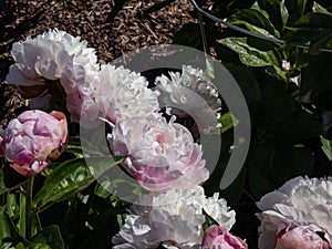 Peony (paeonia lactiflora) \'Baroness Schroeder\' flowering with huge double creamy white flowers wi photo