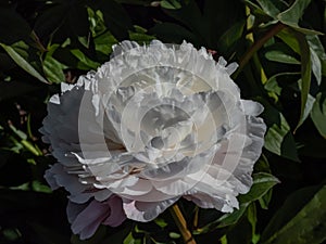 Peony (paeonia lactiflora) \'Baroness Schroeder\' flowering with huge double creamy white flowers wi photo