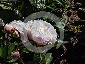 Peony (paeonia lactiflora) \'Baroness Schroeder\' flowering with huge double creamy white flowers wi photo