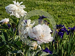 Peony (Paeonia lactiflora) \'Cornelia Shaylor\' flowering with flesh-white and pale rose-colored flowers