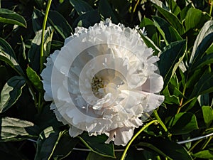 Peony (Paeonia lactiflora) \'Cornelia Shaylor\' flowering with flesh-white and rose-colored flowers