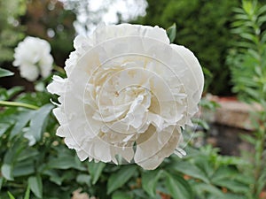 Peony or Paeonia Lactiflora. Duchesse de Nemours photo