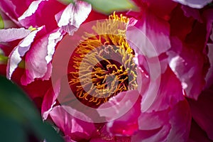 Peony, Paeonia suffruticosa photo