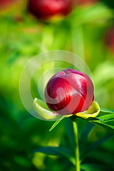 Peony (Paeoniaceae) photo