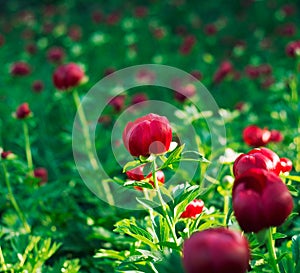 Peony (Paeoniaceae) field in early summer. photo