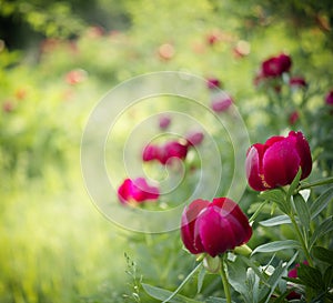 Peony (Paeoniaceae) field in meadow photo