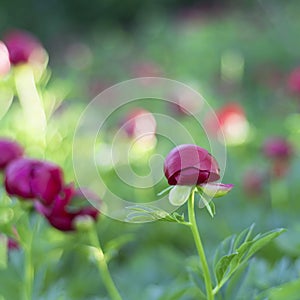 Peony (Paeoniaceae) field in meadow photo