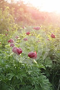 Peony (Paeoniaceae) field in meadow photo