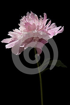 Peony Paeoniaceae pink with green leaves on black isolated background