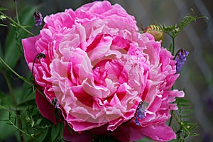 Bright pink Peony or paeony flower photo