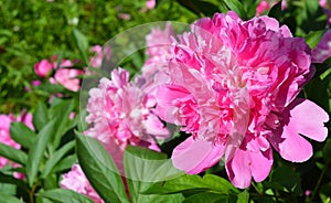 The peony or paeony is a flowering plant in the genus Paeonia.