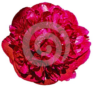 The peony or paeony is a flowering plant Red blossom. Isolated transparent png additional file.. photo