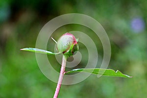 Peony or Paeony herbaceous perennial flowering plant covered with raindrops from fresh spring shower with single flower bud and