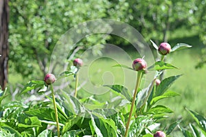 Peony or paeony Paeonia flower buds among green leaves photo