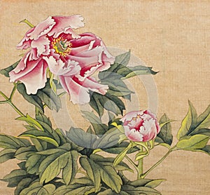 Peony painted in Chinese style