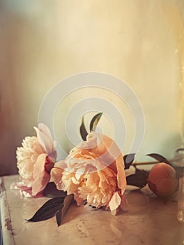 Peony pale pink flowers are lying on table. Delicate fresh flowers, spring harmony. Beige color palette. Pinhole photography