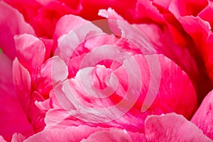 Peony petals fluffed