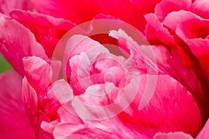 Peony petals fluffed