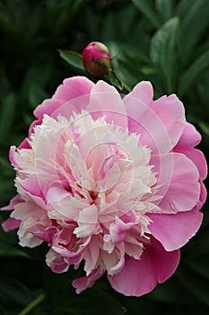 Peony With Pink And Beige Petals In The Garden Vertical