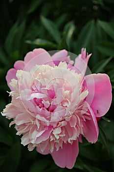 Peony With Pink And Beige Petals And Green Leaves