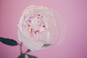 Peony pink flower close up beautiful macro