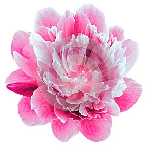 Peony  pink  flower isolated on a white background. Close-up. For design