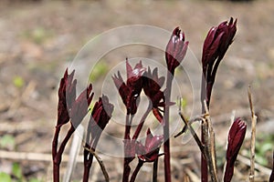 peony plant, the leaves unfurling and are fiery red