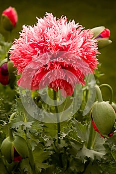 Peony Poppy