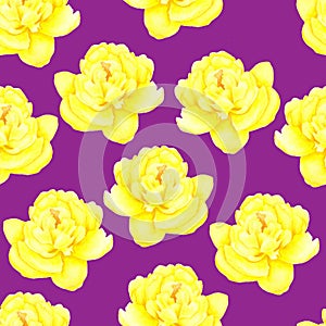 Peony on purple background. Seamless pattern. Watercolor painting of Beautiful flowers. Floral illustration. Romantic