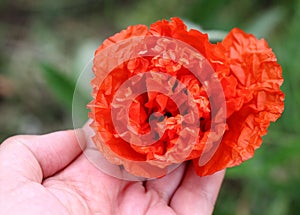 Peony red-orange poppy in female hand