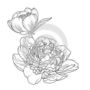 Peony rose flowers isolated black white sketch
