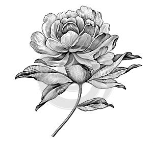 Peony rose flower vintage black and white botanical Victorian illustration. Engraved vector floral retro botany pattern. Filigree photo