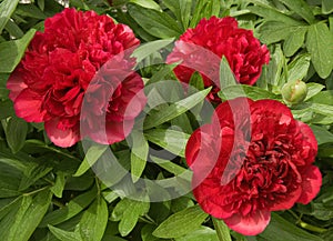 Peony roses in the garden in Springtime.