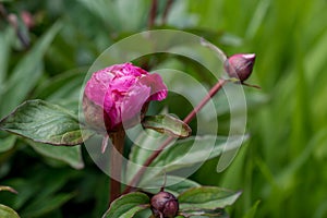 Peony roses in the garden in Springtime