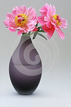 Peony roses on vase