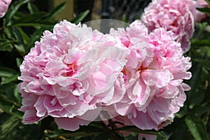 Peony `Sandra Bernhard`