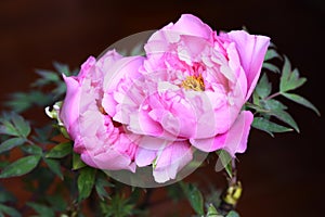 Two pink peony flowers about to bloom photo