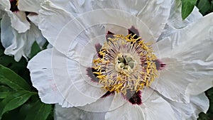 Peony shrub that blooms with beautiful large white flowers