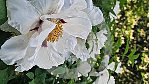 Peony shrub that blooms with beautiful large white flowers