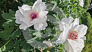 Peony shrub that blooms with beautiful large white flowers