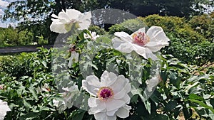 Peony shrub that blooms with beautiful large white flowers