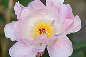 Peony single pink flower