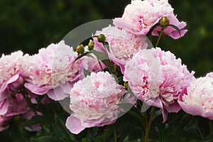 Peony Sorbet in garden on sunny day. lat. Paeonia Lactiflora Hybriden Sorbet. Big blooming pink peony flowers in spring