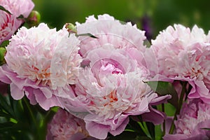 Peony Sorbet in garden on sunny day. lat. Paeonia Lactiflora Hybriden Sorbet. Big blooming pink peony flowers in spring